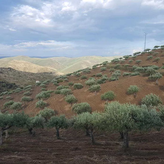 Quinta no Douro Superior, VALE D´ANELHA-Comércio de Azeite Virgem Extra Biológico e Amêndoa