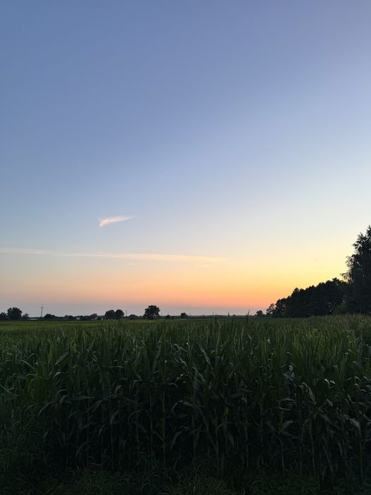 Kukurydza Na Kiszonke