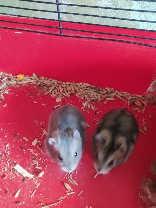 Хомячки Кременчуг