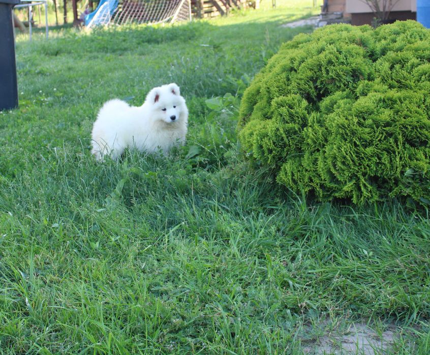 Sunia samojed/samoyed