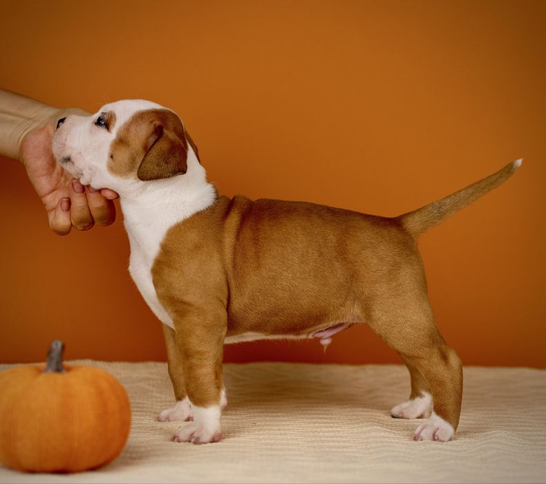 Пропонується хлопчик амстафф