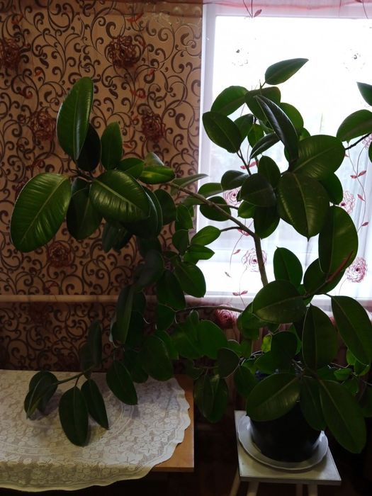 Фікус великий, розлогий