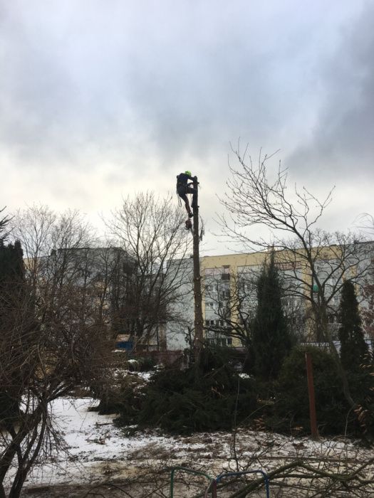 Wycinka przycinanie drzew Radzymin Ząbki wołomin kobyłka zielonka