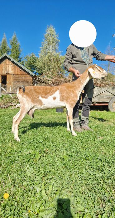 Koza anglonubijska