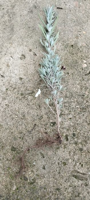 Посадковий матеріал лаванди