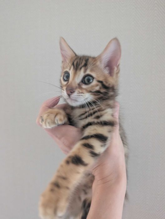 Котята бенгальські
