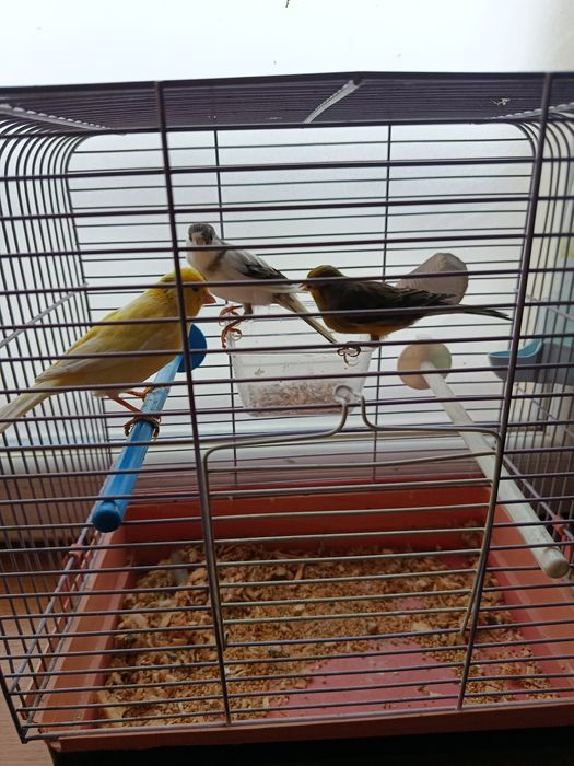 3 pięknie kanarki 2 samiczki i samiec