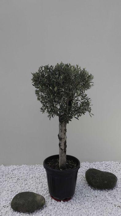 Олива/Маслина європейська (Olea europaea) вік 30-35 років