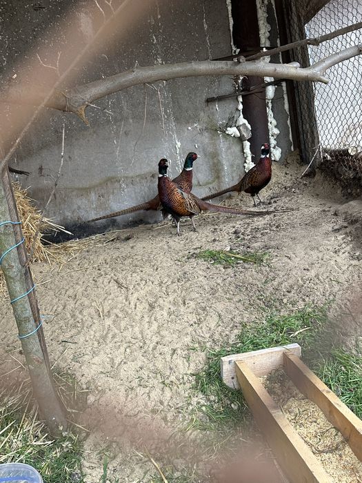 Фазаны  продам домашные