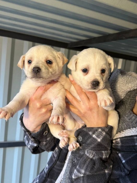 Цуцики, собака, щенок