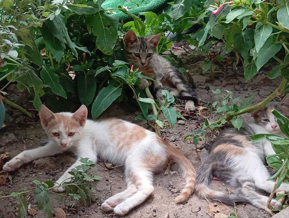 Безкоштовно!! Кошенята грайливі, віддаю в люблячі та турботливі родини