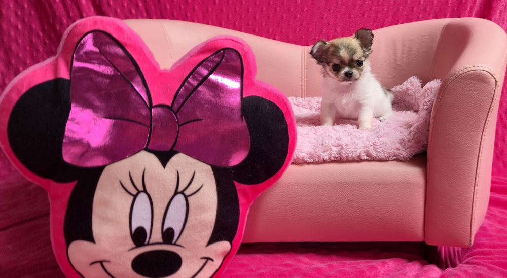 Urocza MINI sunia Chihuahua długowłosa