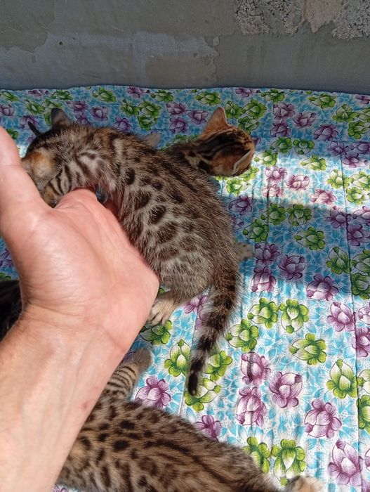 Бенгальские котята