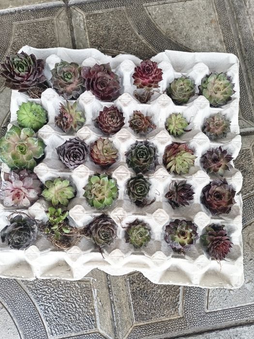 Набори з сортових молодил