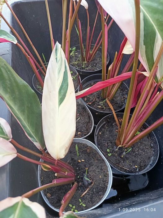 Stromanthe Triostar