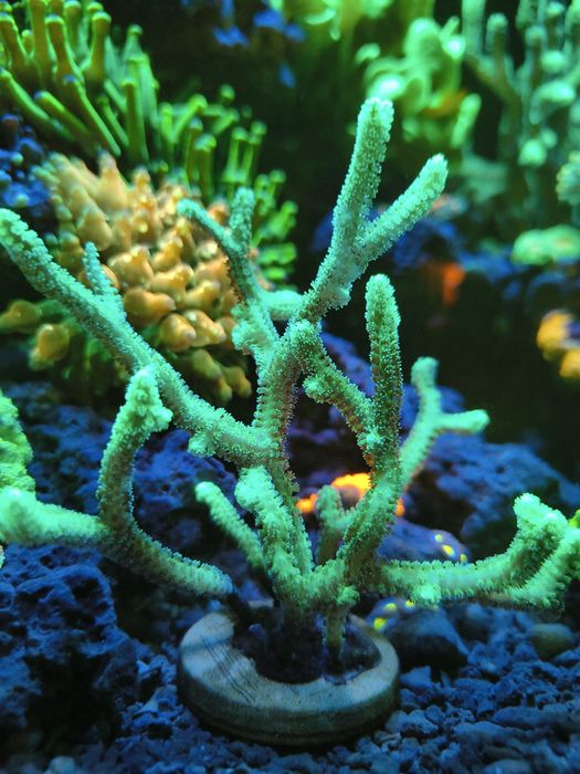 Seriatopora szczepka