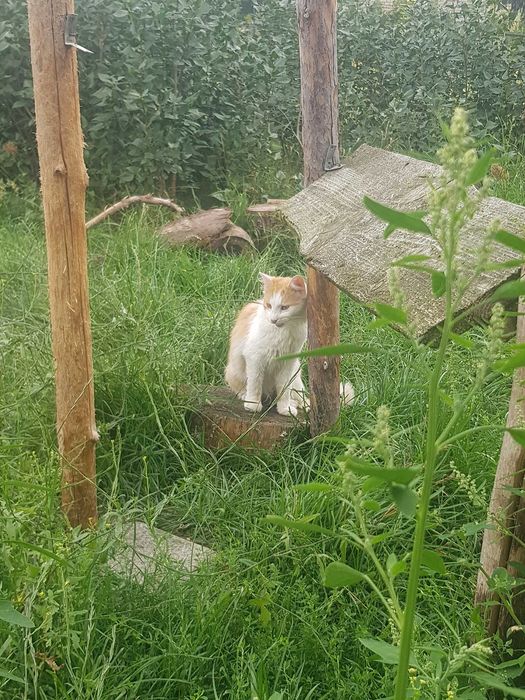 Karolek kocurek do adopcji