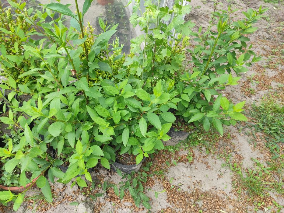 Forsycje poziomki cola trzmielina