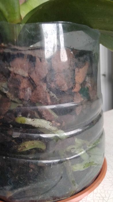 Орхидея сиренневая.