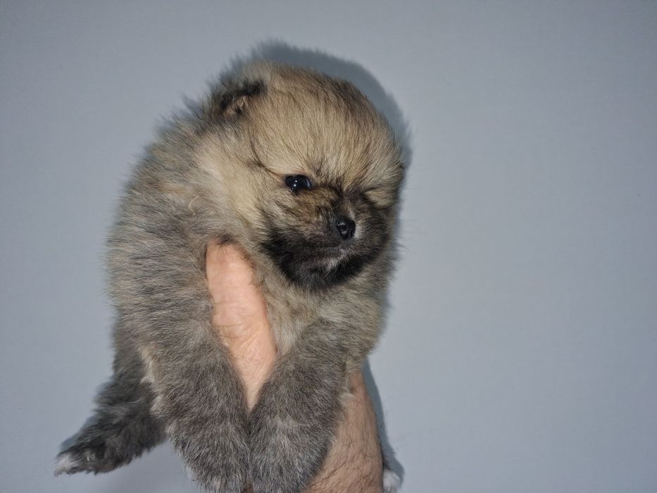 Spitz anão macho lop e afixo ,lulu da pomereania