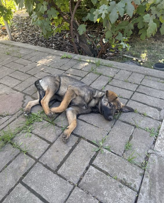 Песики в добрі руки