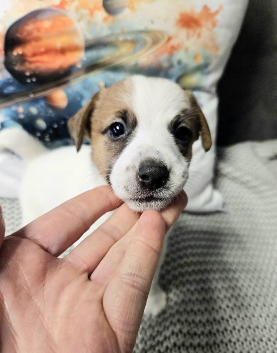 NELA, suczka Jack Russell Terrier FCI, ZKwP