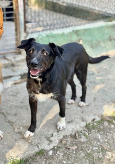 Cadela porte pequeno meiga