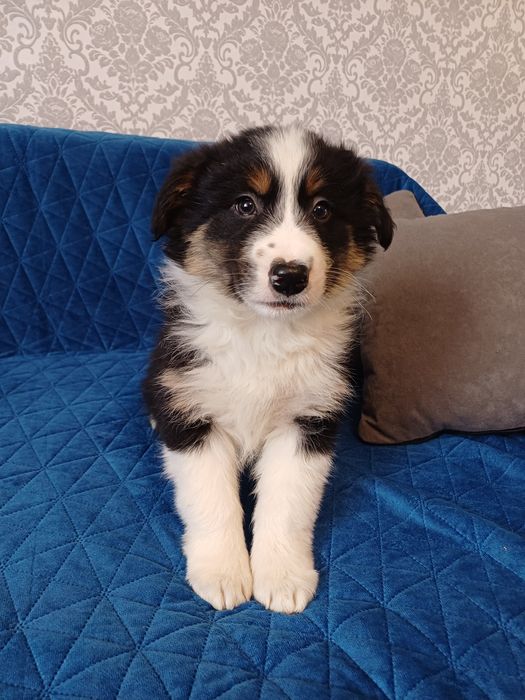 Szczenię (samczyk) Border Collie z rodowodem