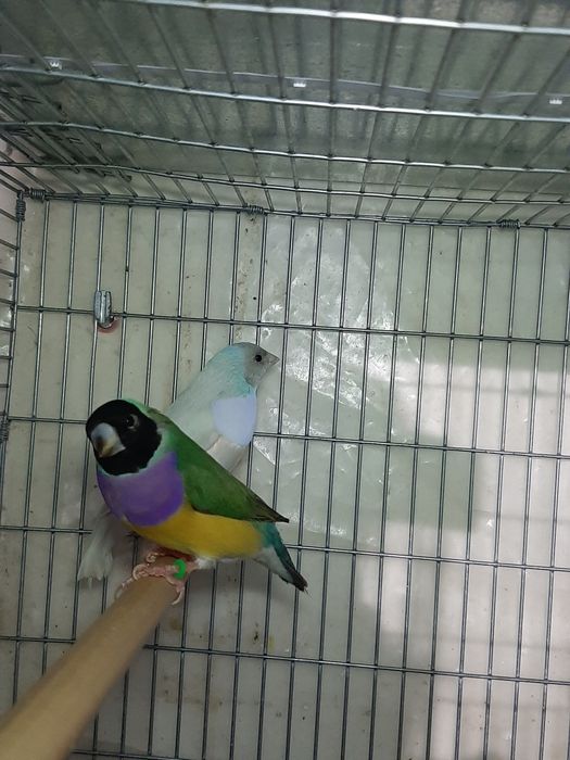 Para ceder lote de aves