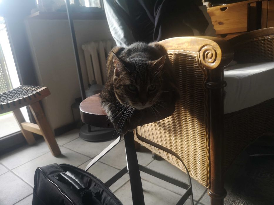 2 zdrowe koty domowe szukaja nowego domku