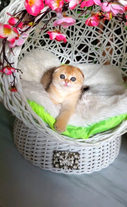 Милые малыши для души. Ручные котята золотая шиншилла.