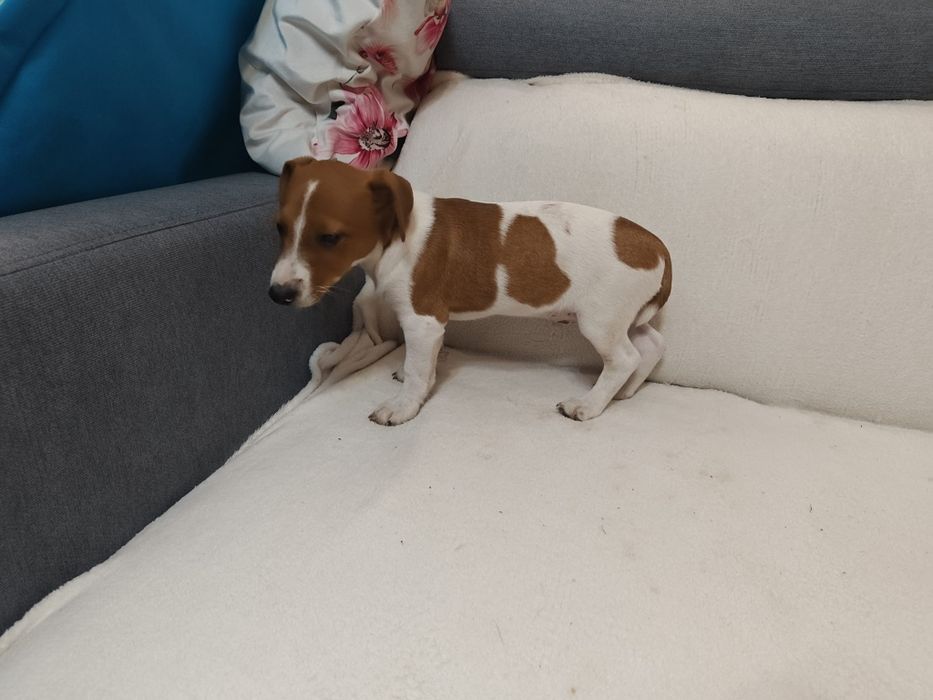Piesek Jack Russell Terrier