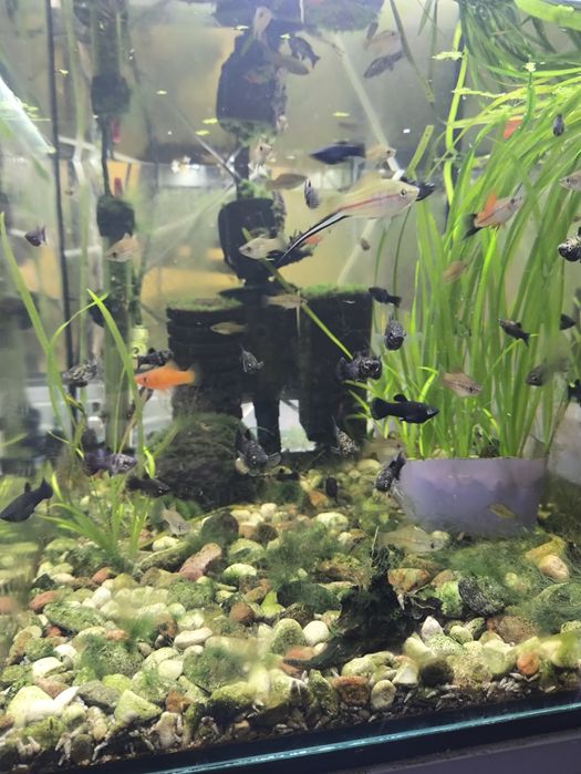 Molinezje i mieczyki