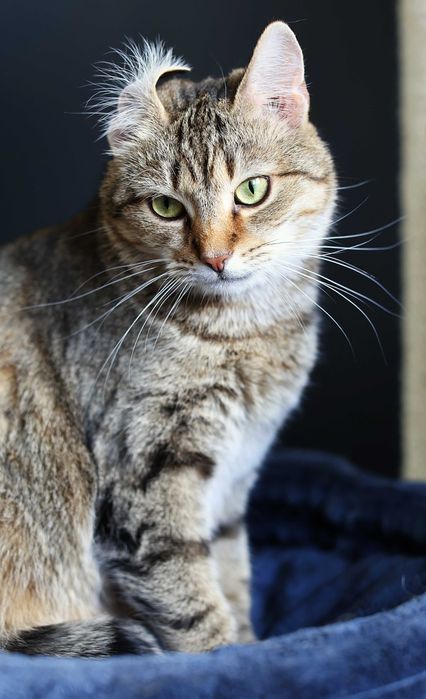 Cudowne Koty szukają wspólnego domu.