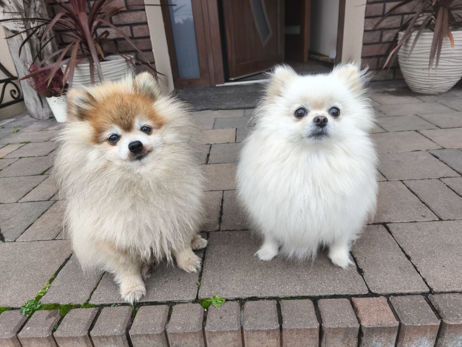 Szpic miniaturowy Pomeranian suczka