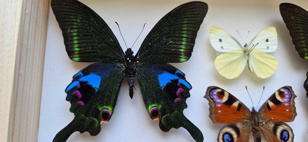 Gablotka motyle Trogonoptera Papilio Heliconius i inne na ścianę