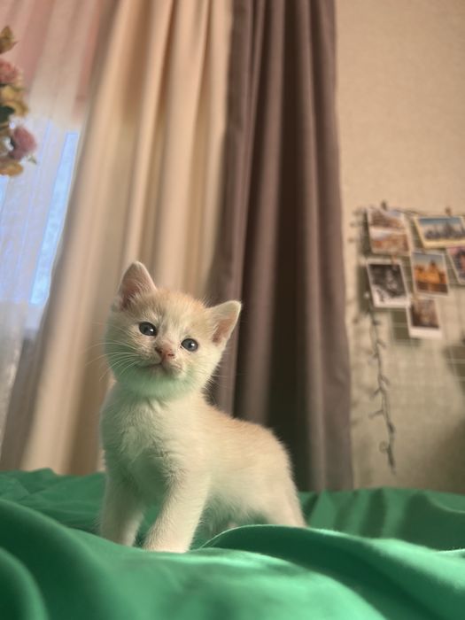Кошеня риже (маленьке) кіт