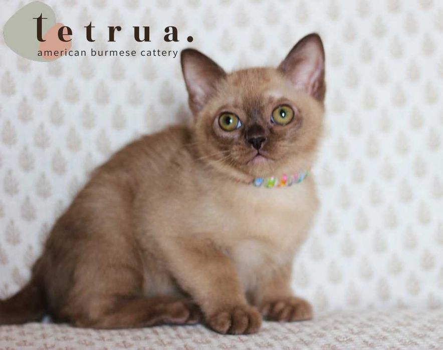 Харизматичная девочка американской бурмы!