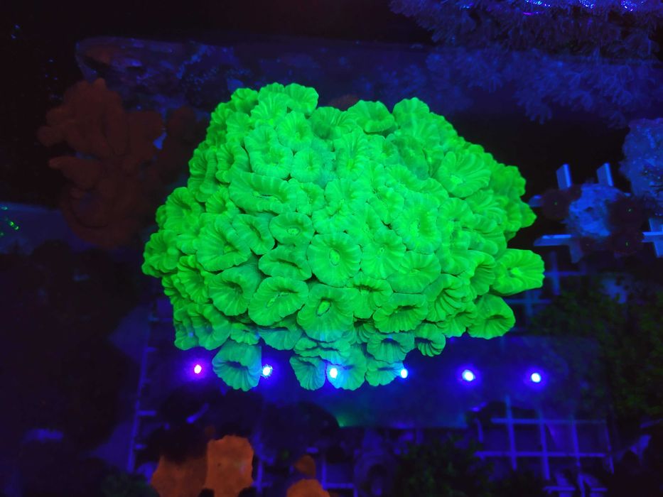 Корали в морський акваріум: Soft, LPS, SPS