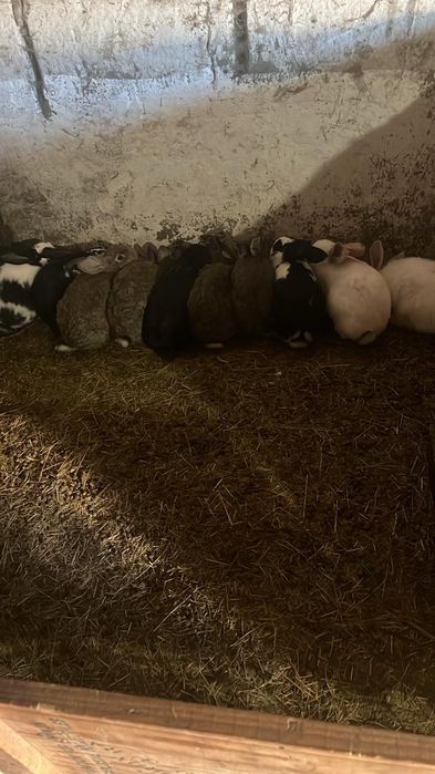 Продам кролів різних порід та різного віку.