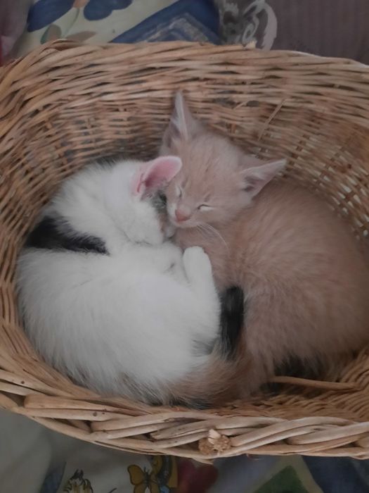 віддам кошенят в добрі руки)