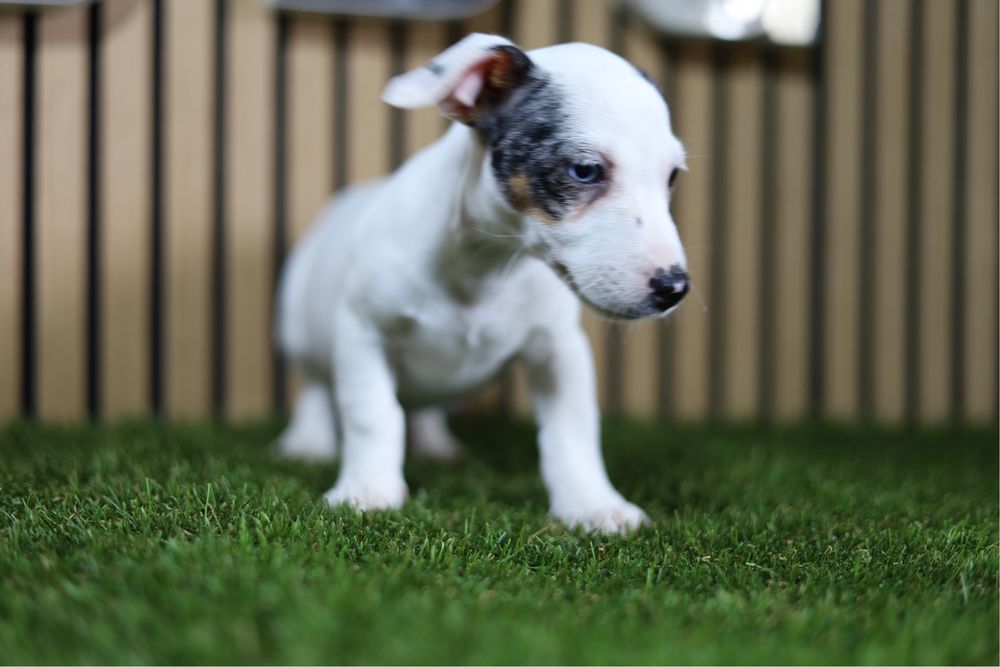 Jack russell merle