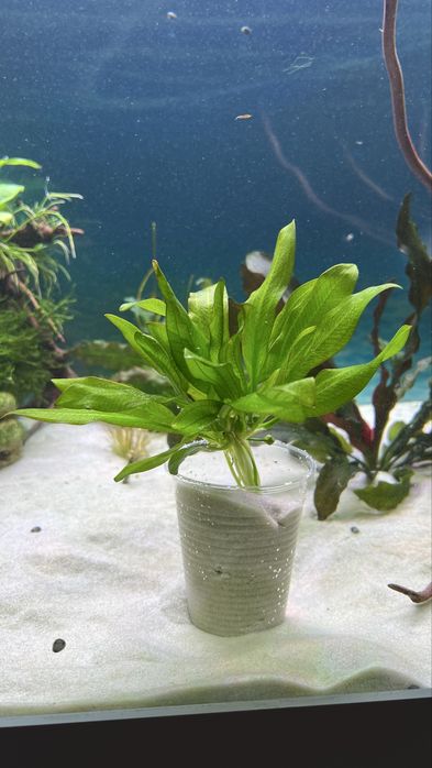 Самцы Гуппи full black чистая линия. Хелены