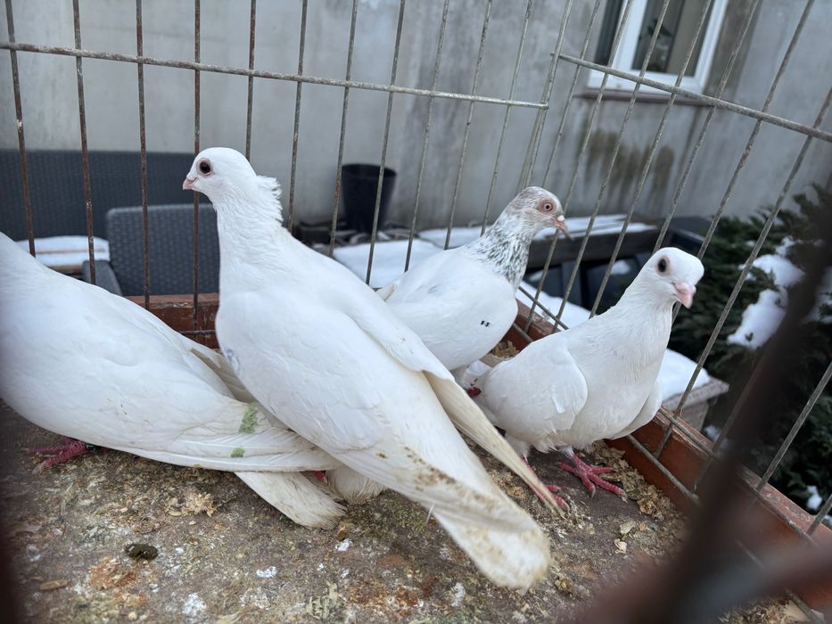 Gołębie Budapeszty