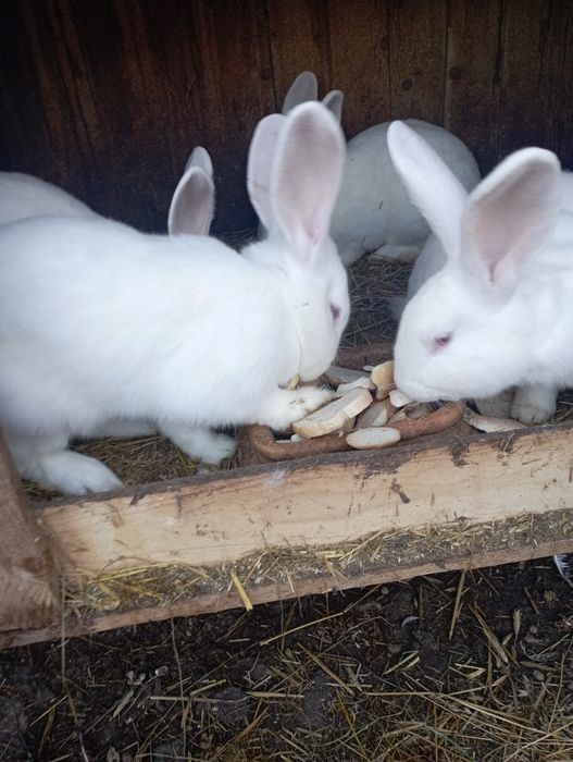 Króliki tuszki tegoroczne