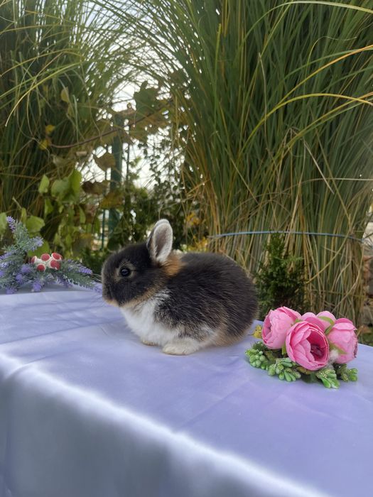 Нідерландс.карлик.Голландська дівчинка