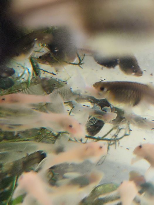 Ancistrus sp L-144 Snów White