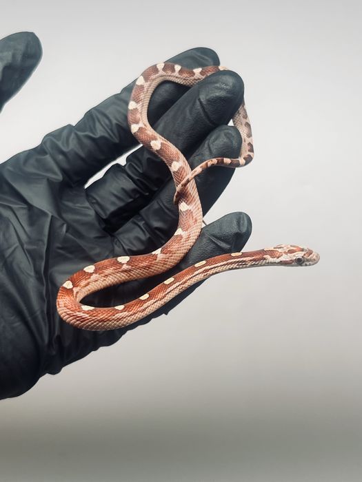 Wąż zbożowy węże zbożowe transport wyprawka