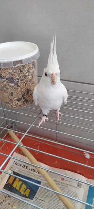 Vendo Caturra macho (Albino).