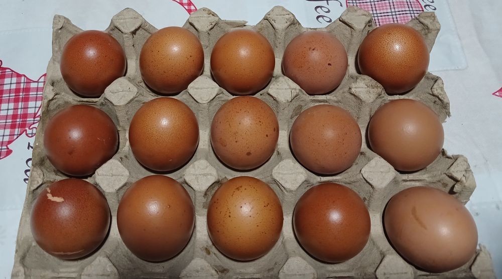 Інкубаційні яйця курей породи маран